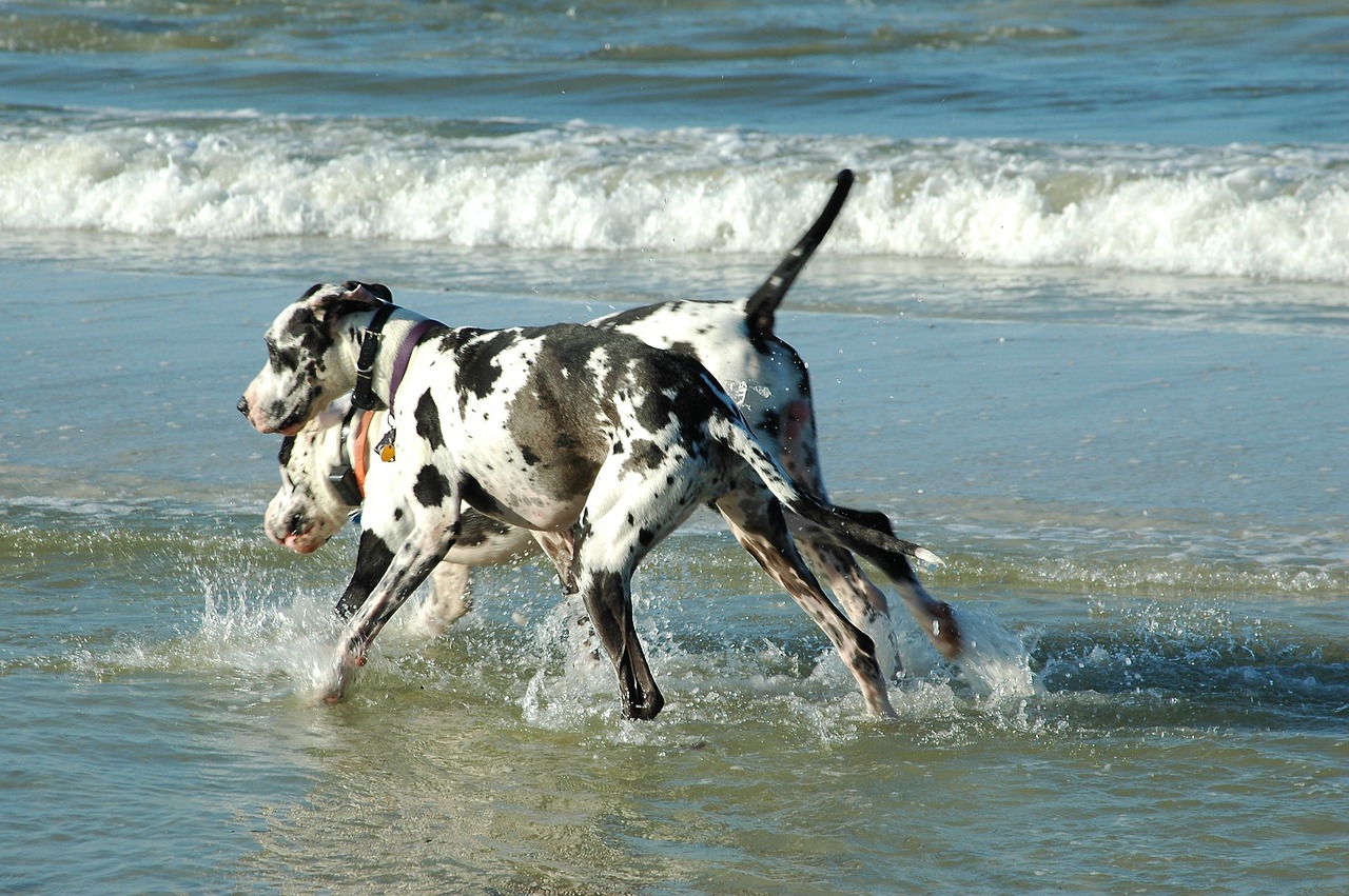 great danes dogs playing free photo