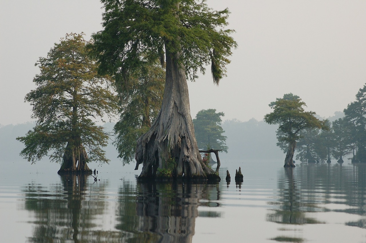 great dismal swamp landscape scenic free photo