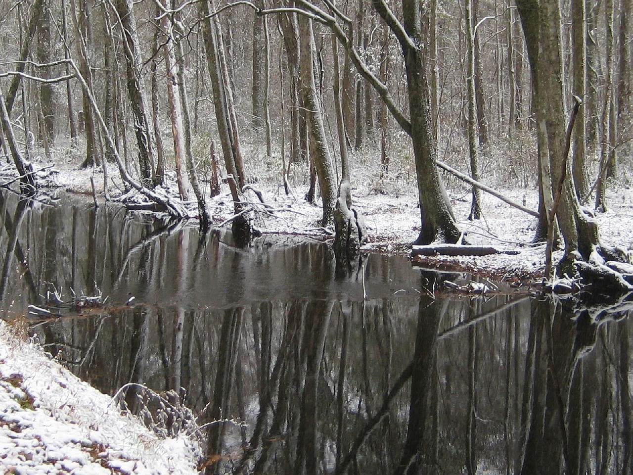 great dismal swamp winter snow free photo