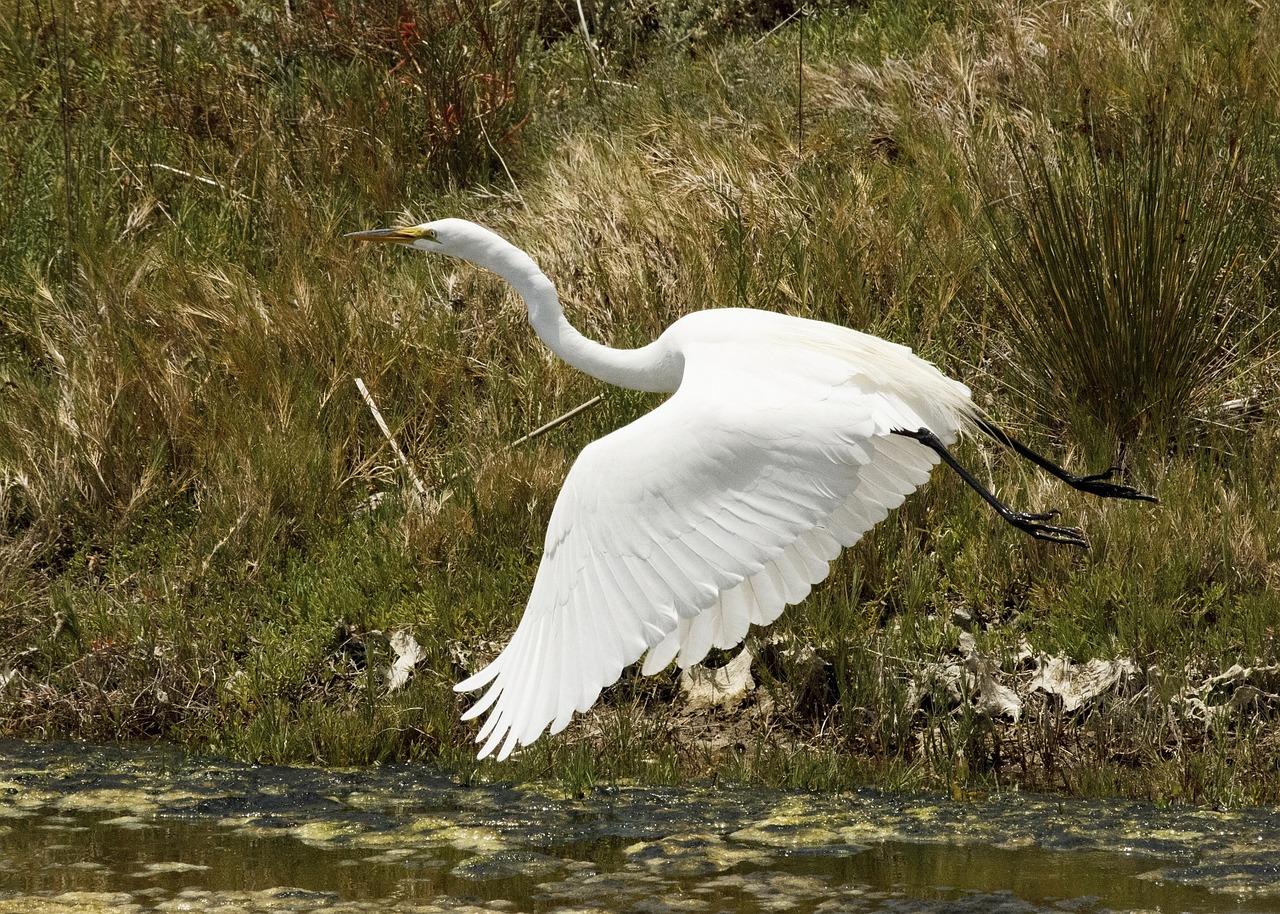 great egret bird wildlife free photo