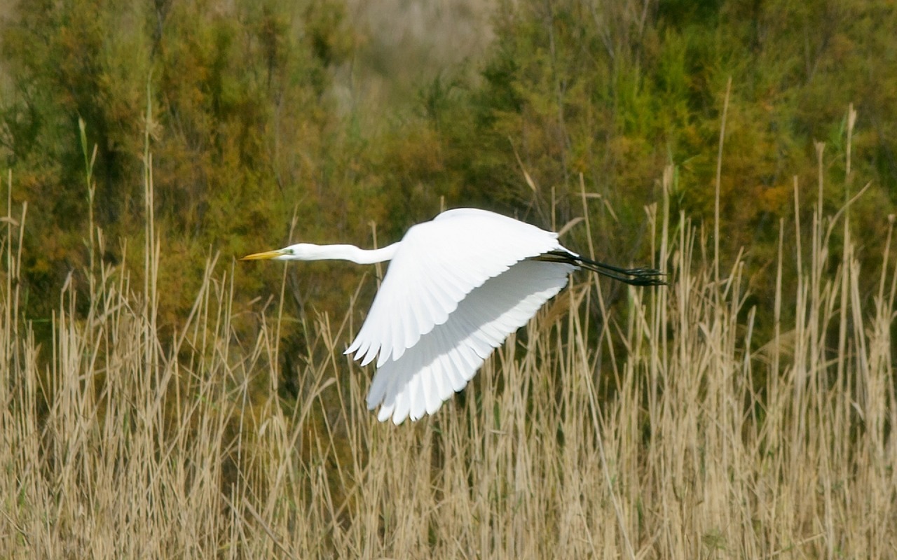 great egret bird wildlife free photo