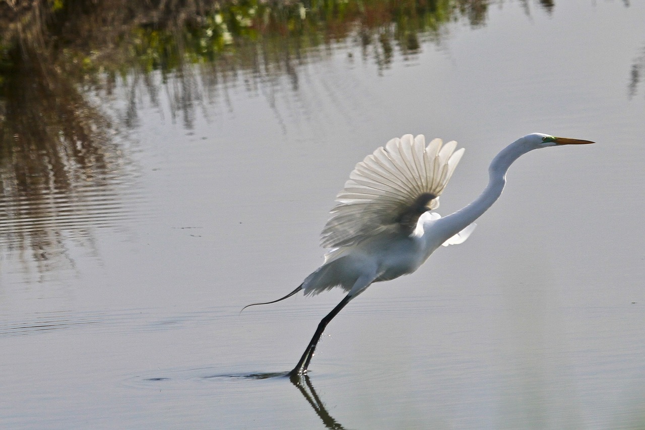 great egret bird wildlife free photo