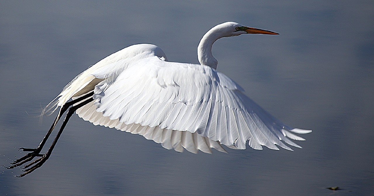 great egret bird wildlife free photo