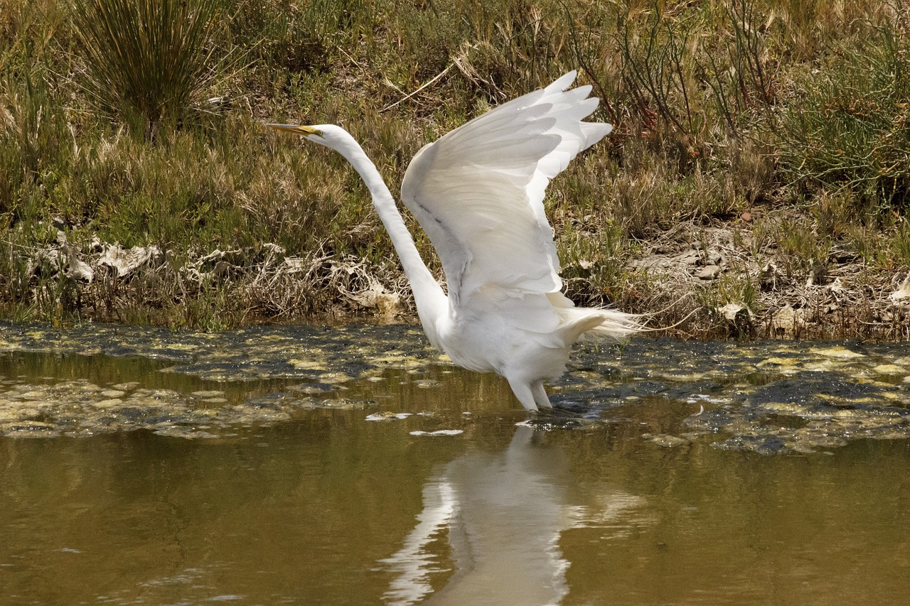 great egret bird wildlife free photo