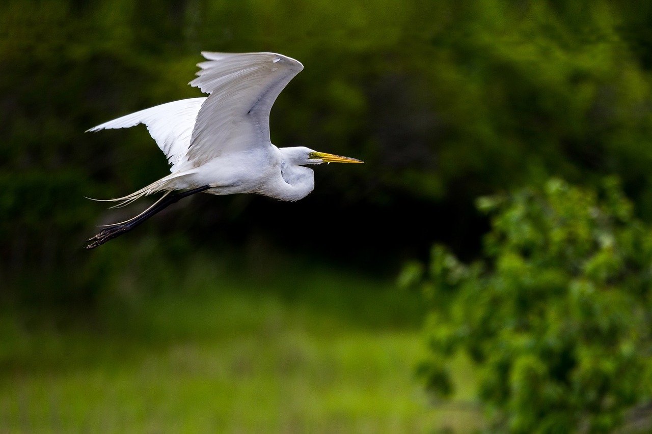 great egret bird wildlife free photo