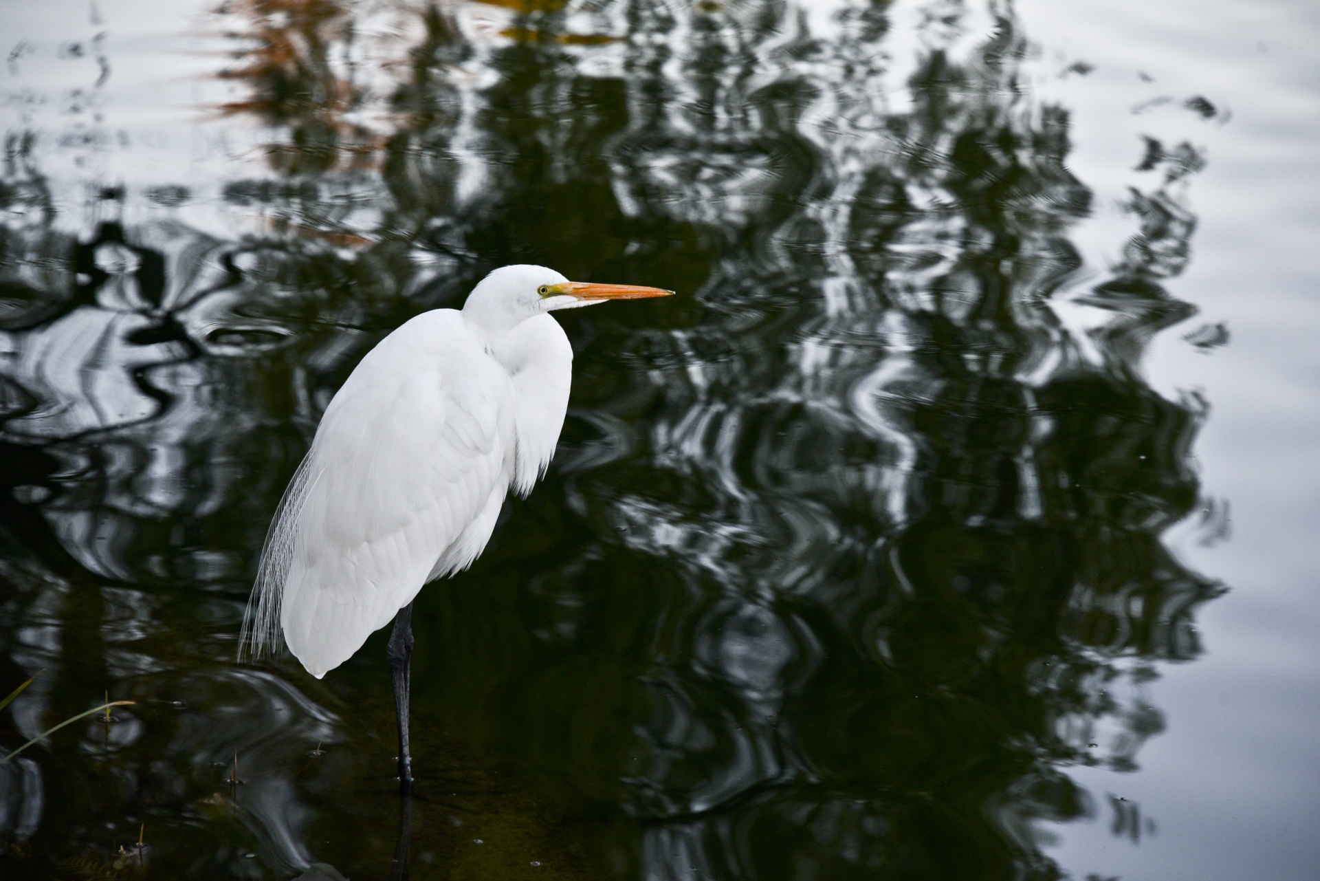 egret great white free photo