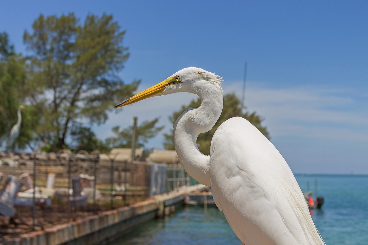 great egret ardea alba water bird free photo