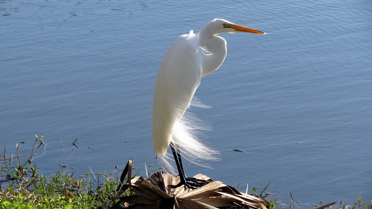 great egret bird wildlife free photo