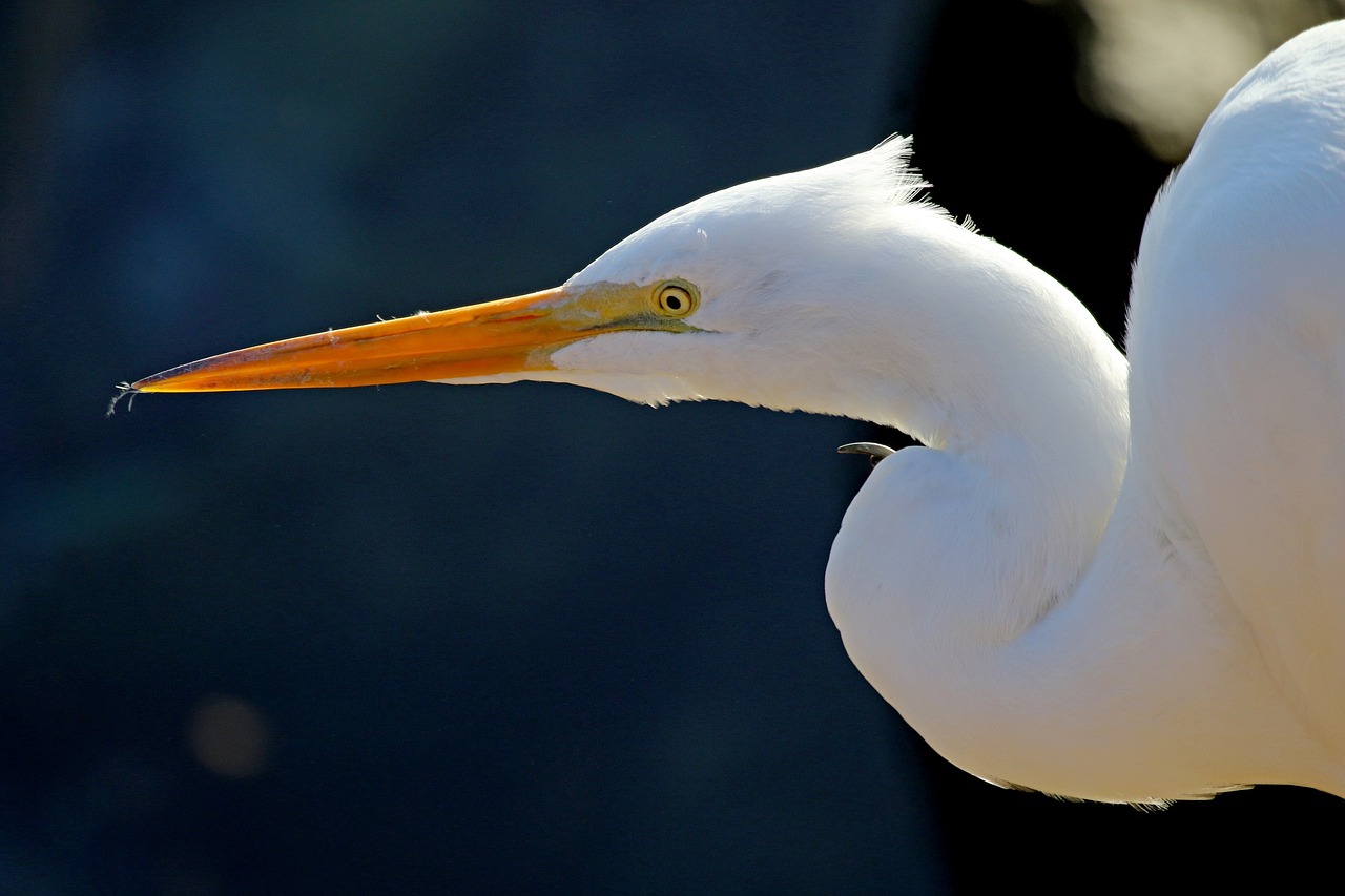 great egret waterfowl bird free photo