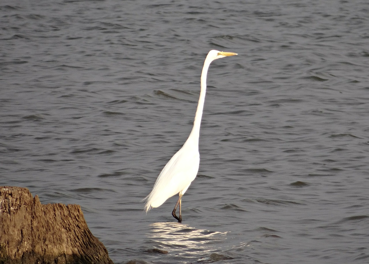 great egret ardea alba large egret free photo