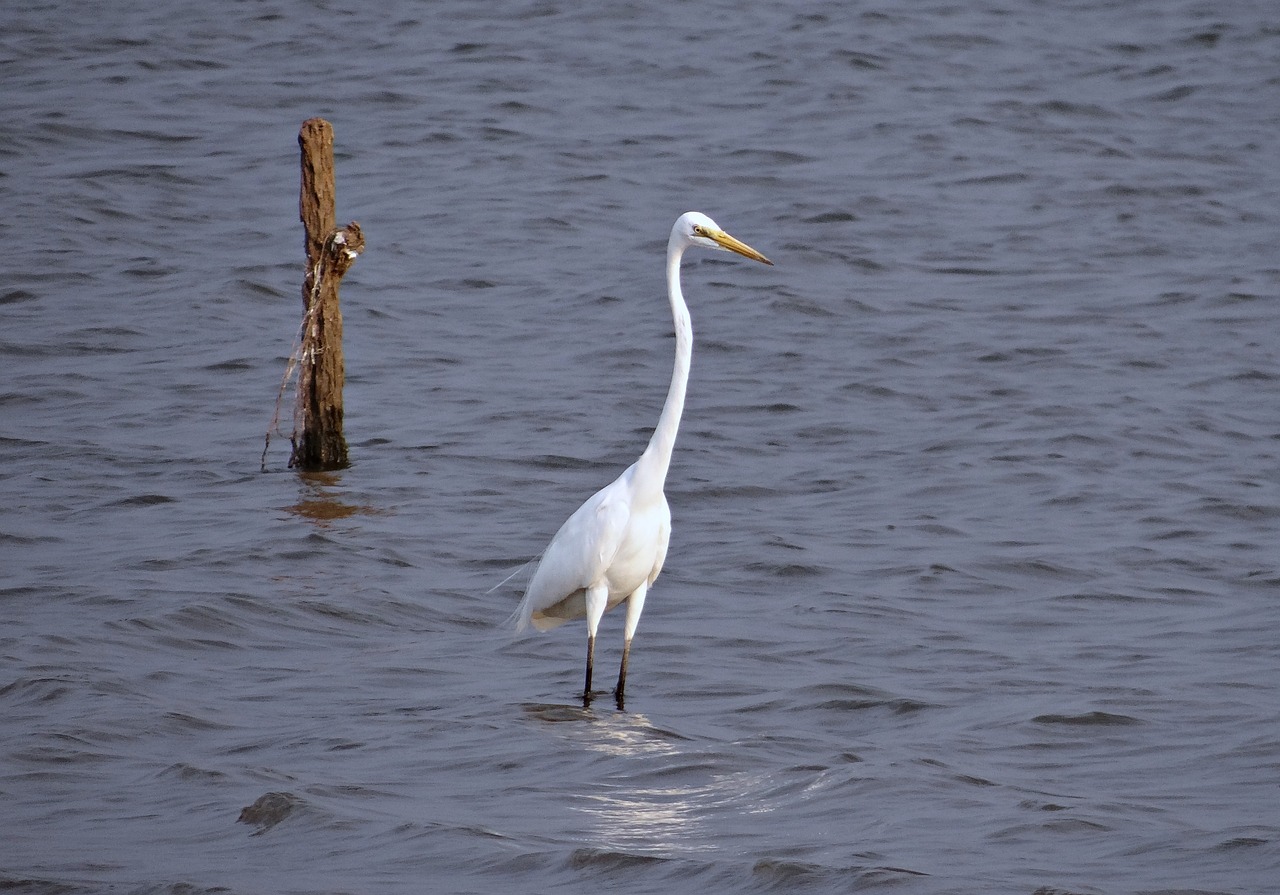 great egret ardea alba large egret free photo