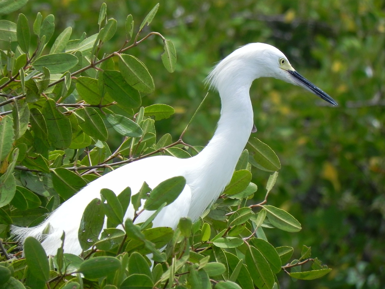 great egret animals ave free photo