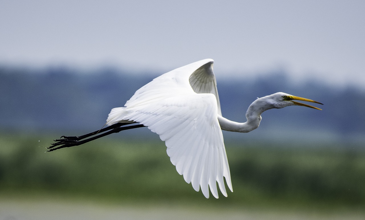 great egret  white  bird free photo