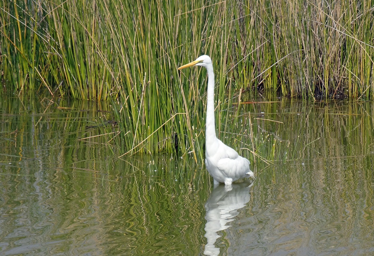 great egret  ardea alba  large egret free photo