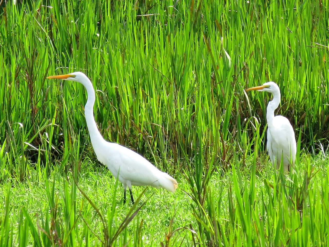 great egret bird fauna free photo