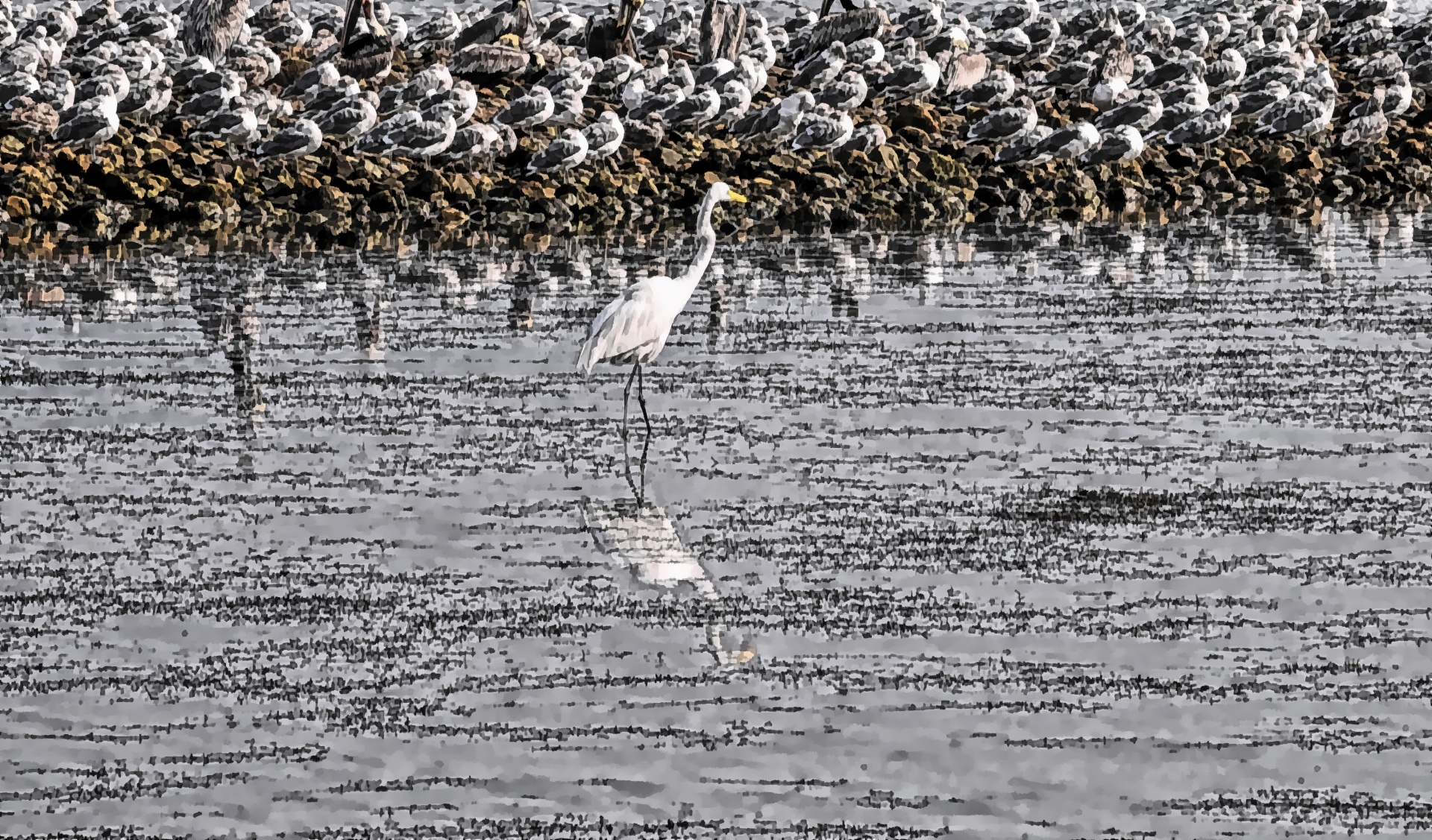 egret great egret seagulls free photo