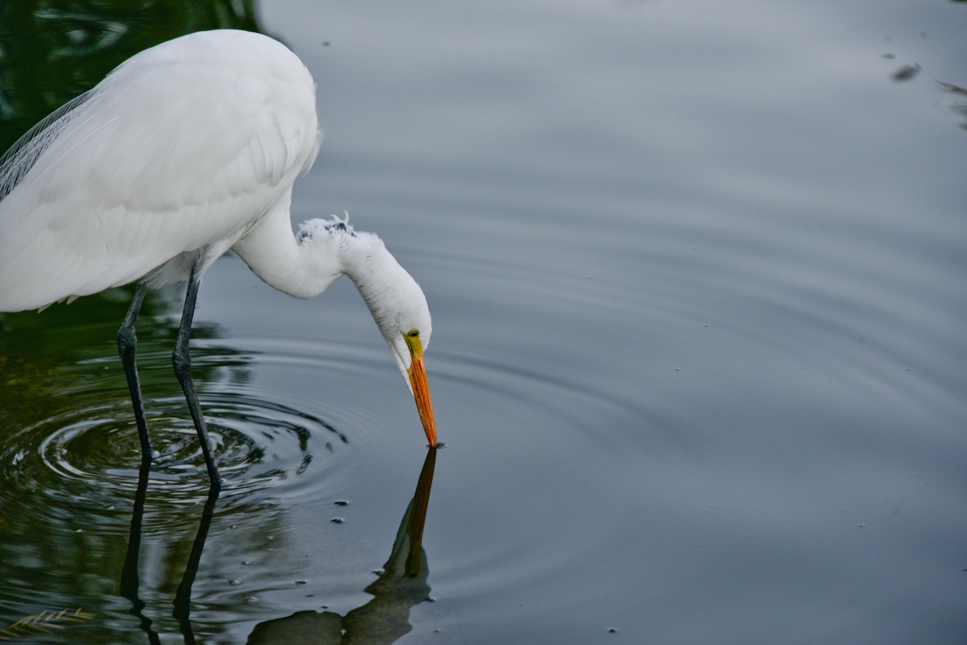 egret white great free photo