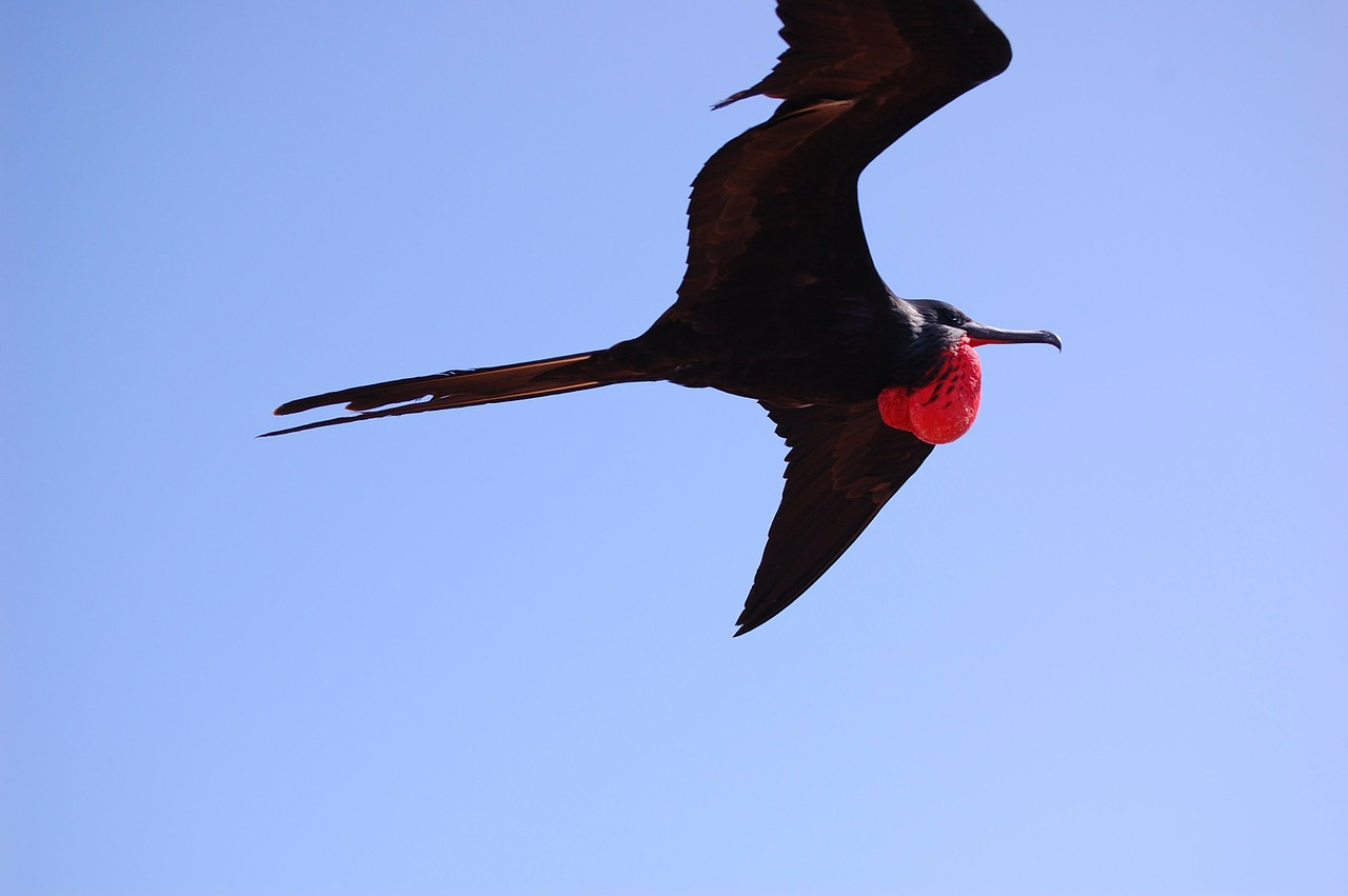 great frigate male bird free photo