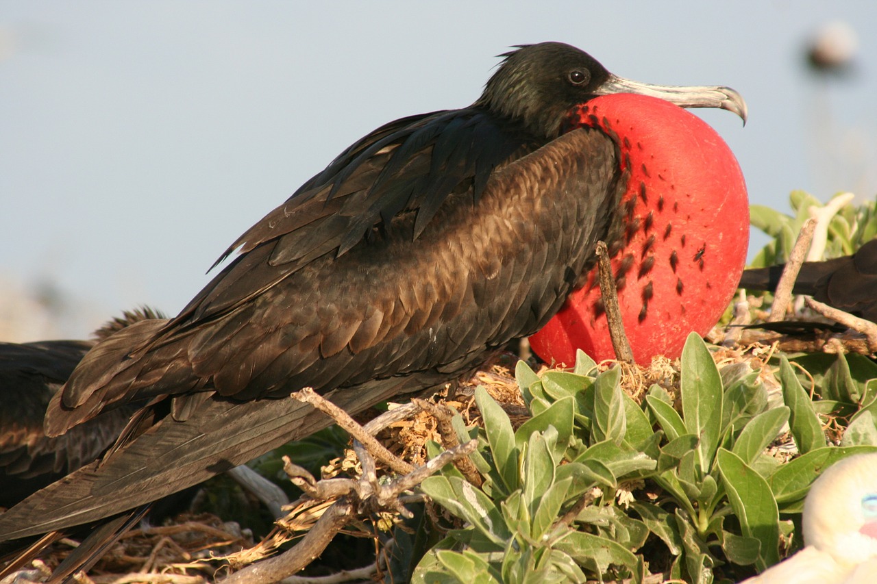 great frigatebird male nest free photo