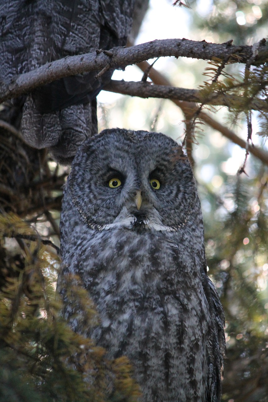 great gray owl phantom of the north cinereous free photo