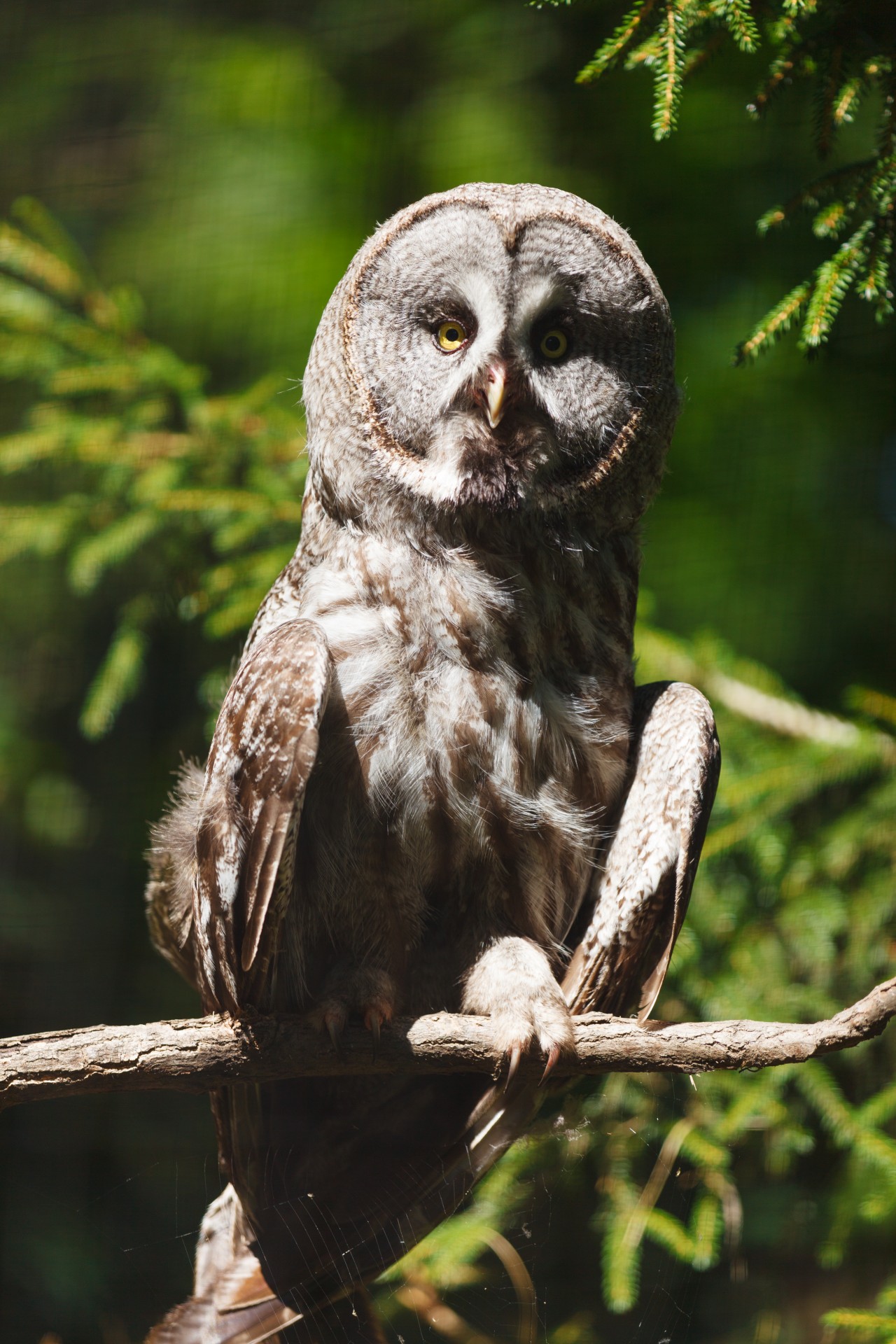 owl animal wildlife free photo
