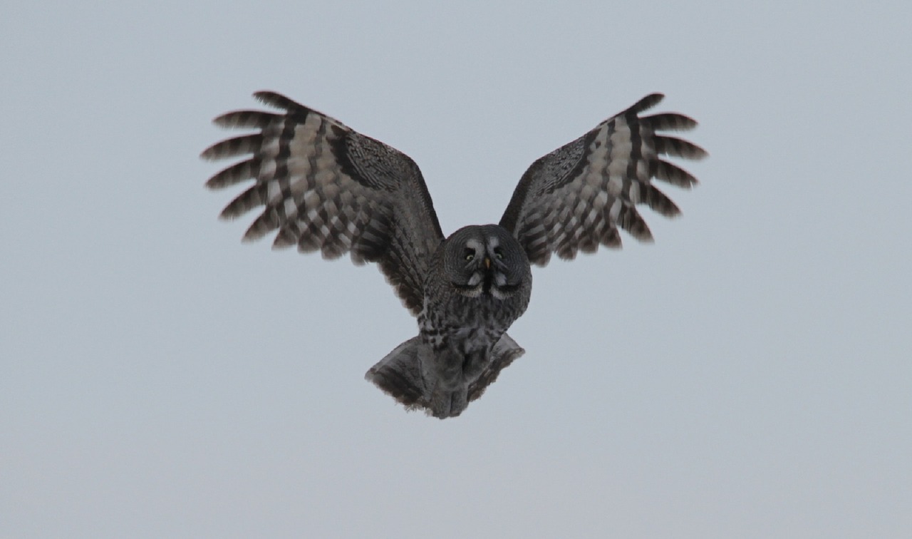 great grey owl bird wildlife free photo