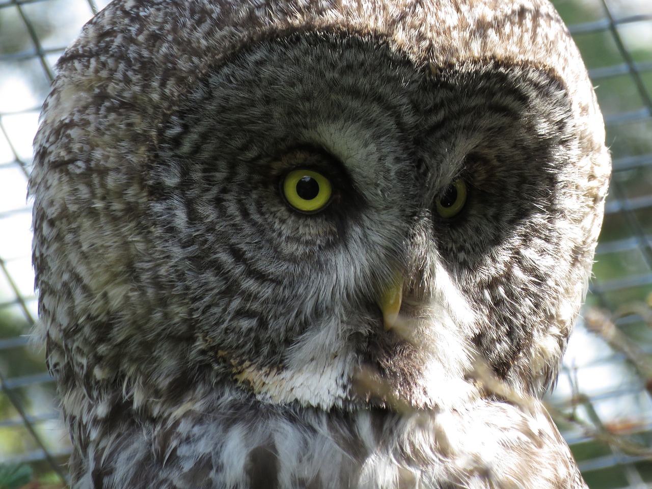 great grey owl strix nebulosa owl free photo