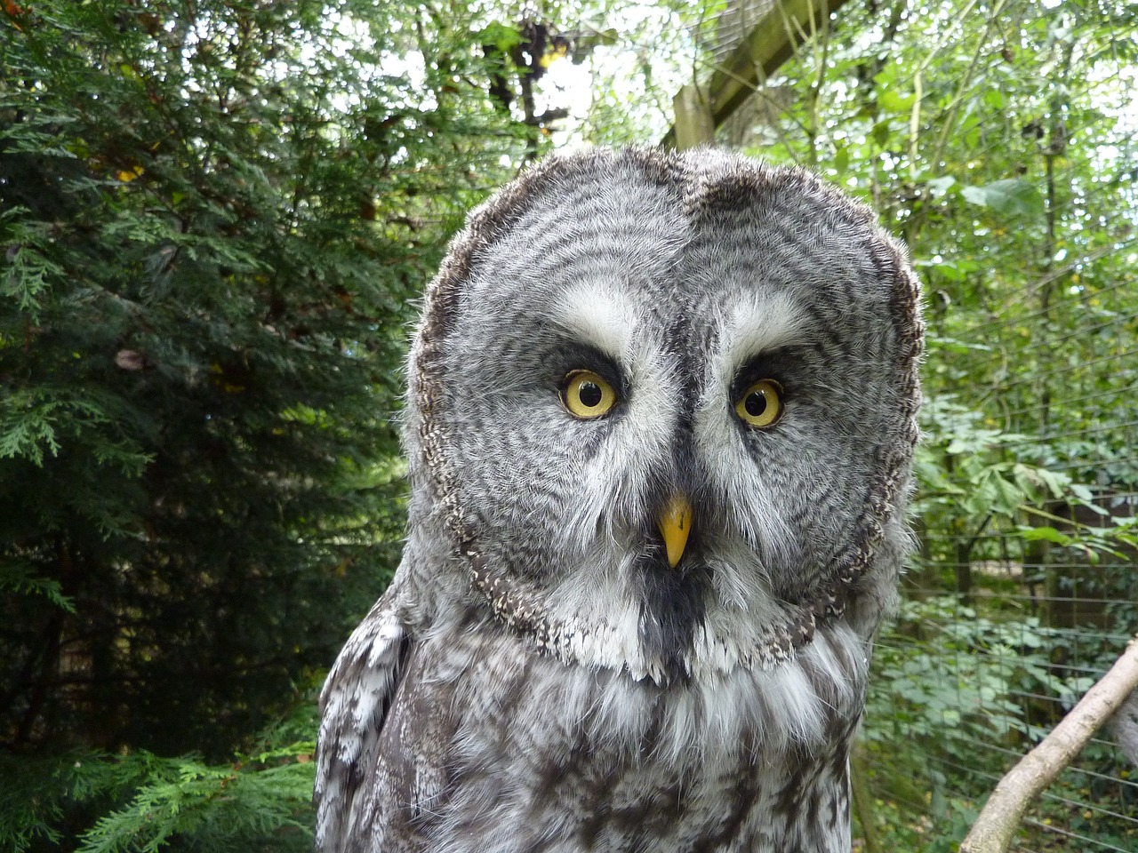 great grey owl bird plumage free photo