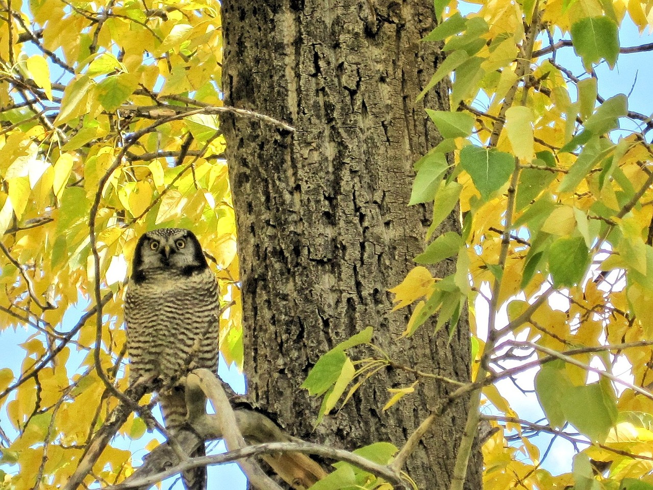 great grey owl owl waterton parks free photo