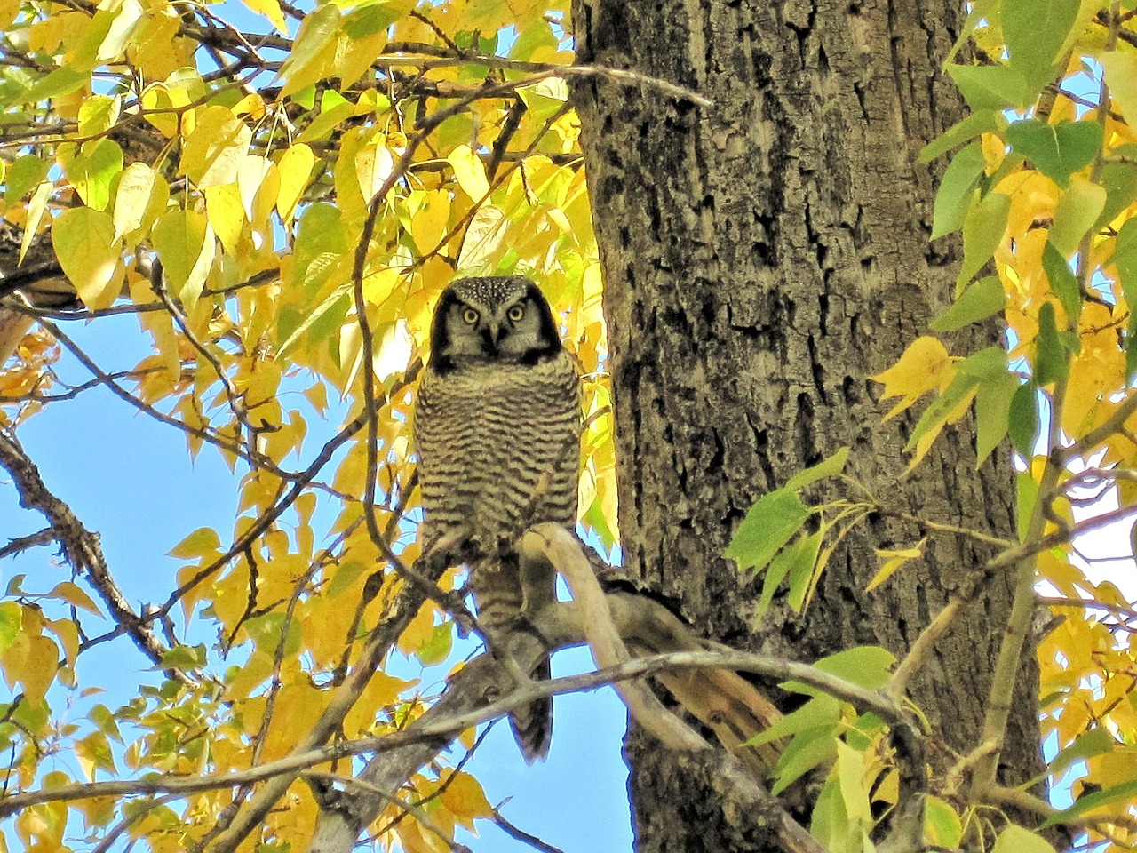 great grey owl owl waterton parks free photo
