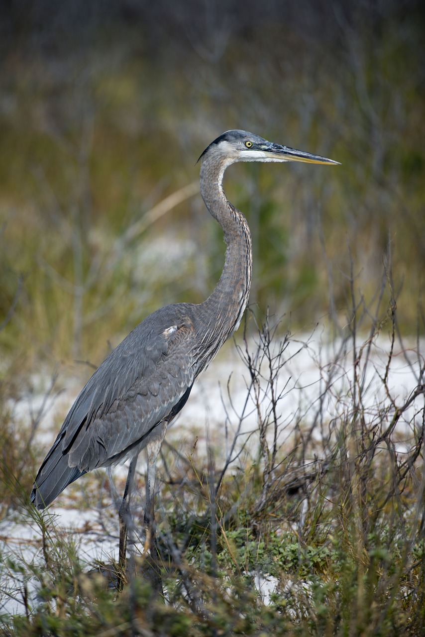 great heron bird florida free photo