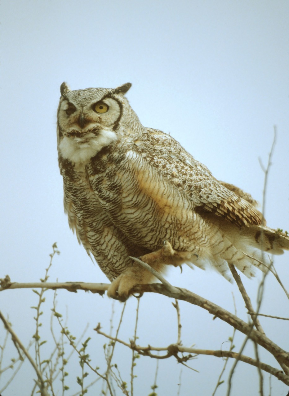 great horned owl bird wildlife free photo