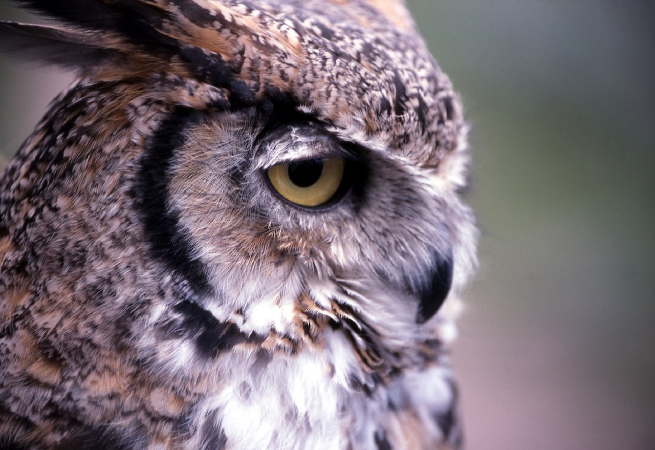 great horned owl predator bird free photo