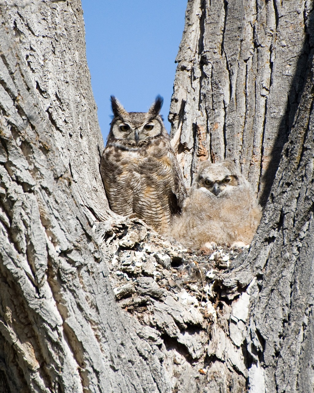 great horned owl chick birds free photo