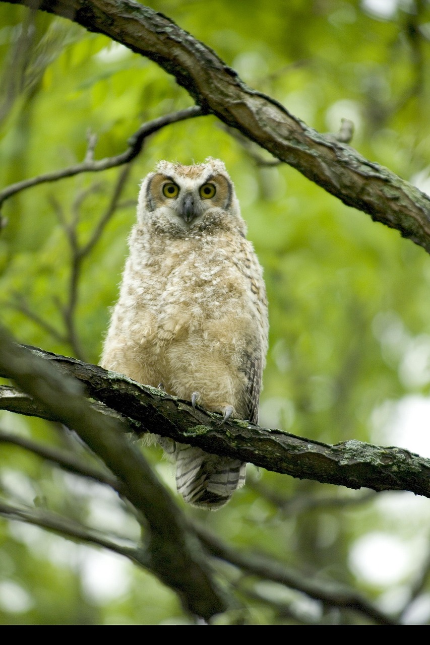 Great Horned Owl Baby Bird Wildlife Nature Free Image From Needpix Com