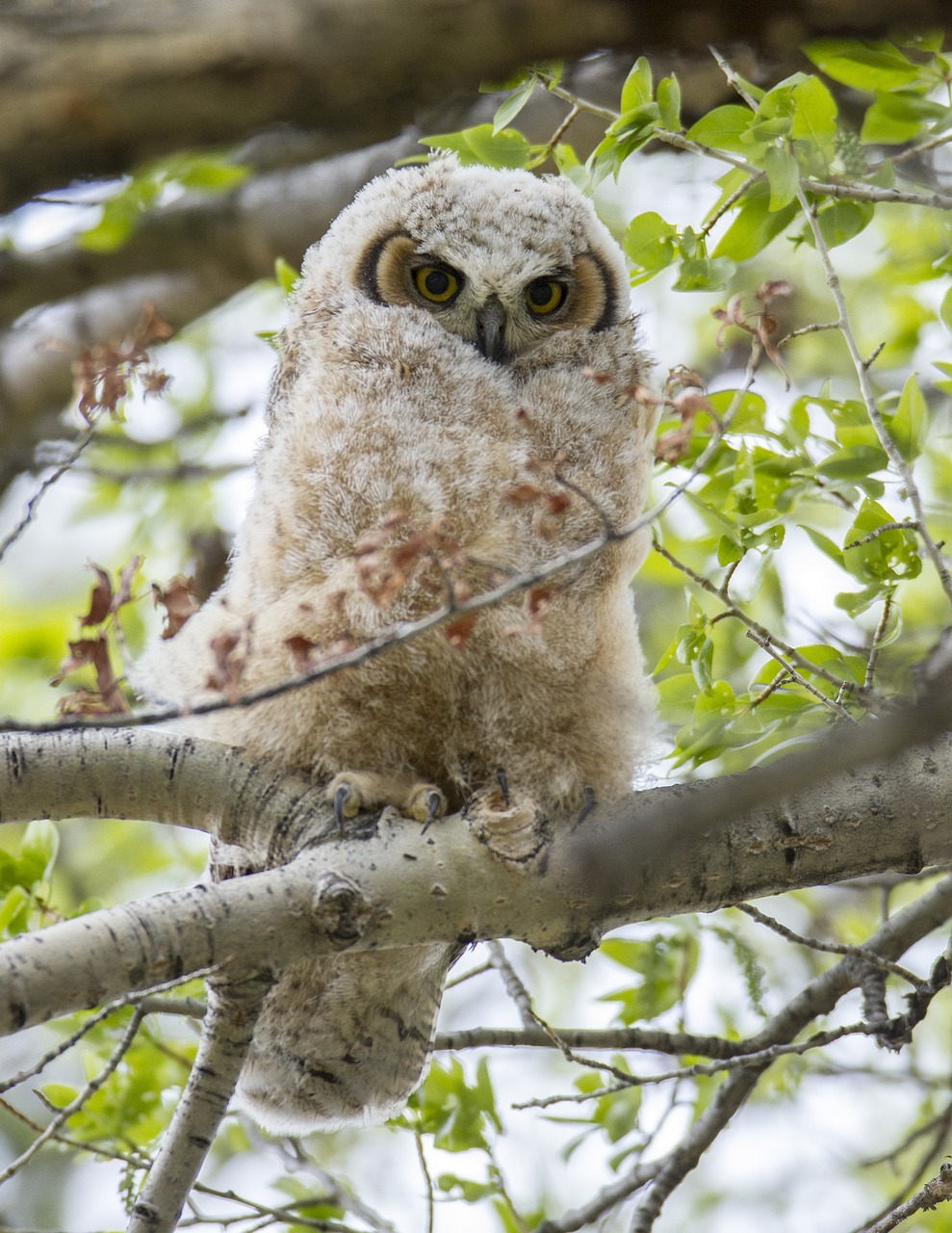 great horned owl chick tree free photo