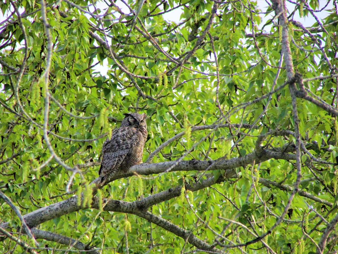great horned owl  owl  horned free photo