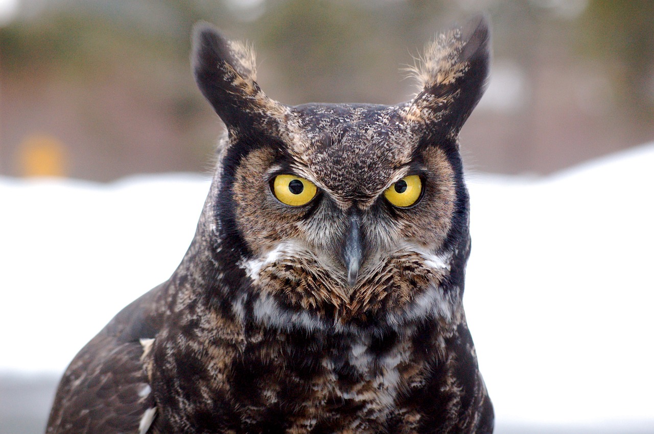 great horned owl bird owl free photo
