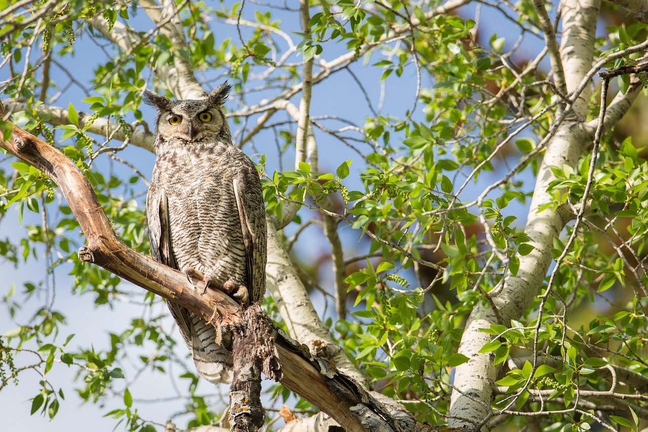 great horned owl tree predator free photo