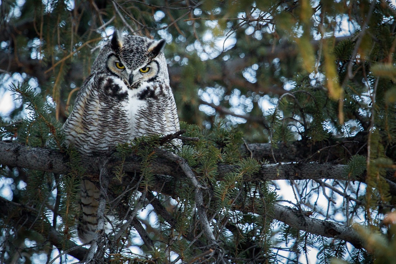 great horned owl tree predator free photo