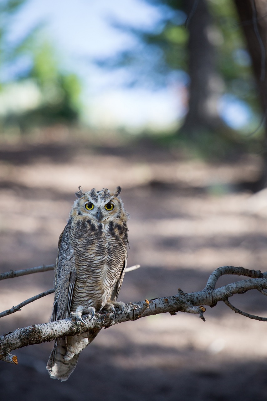 great horned owl tree predator free photo