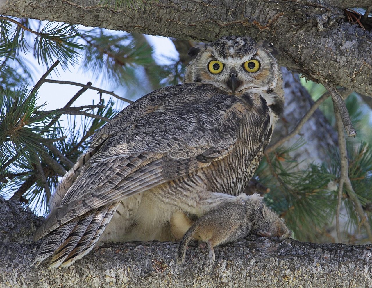 great horned owl tree predator free photo