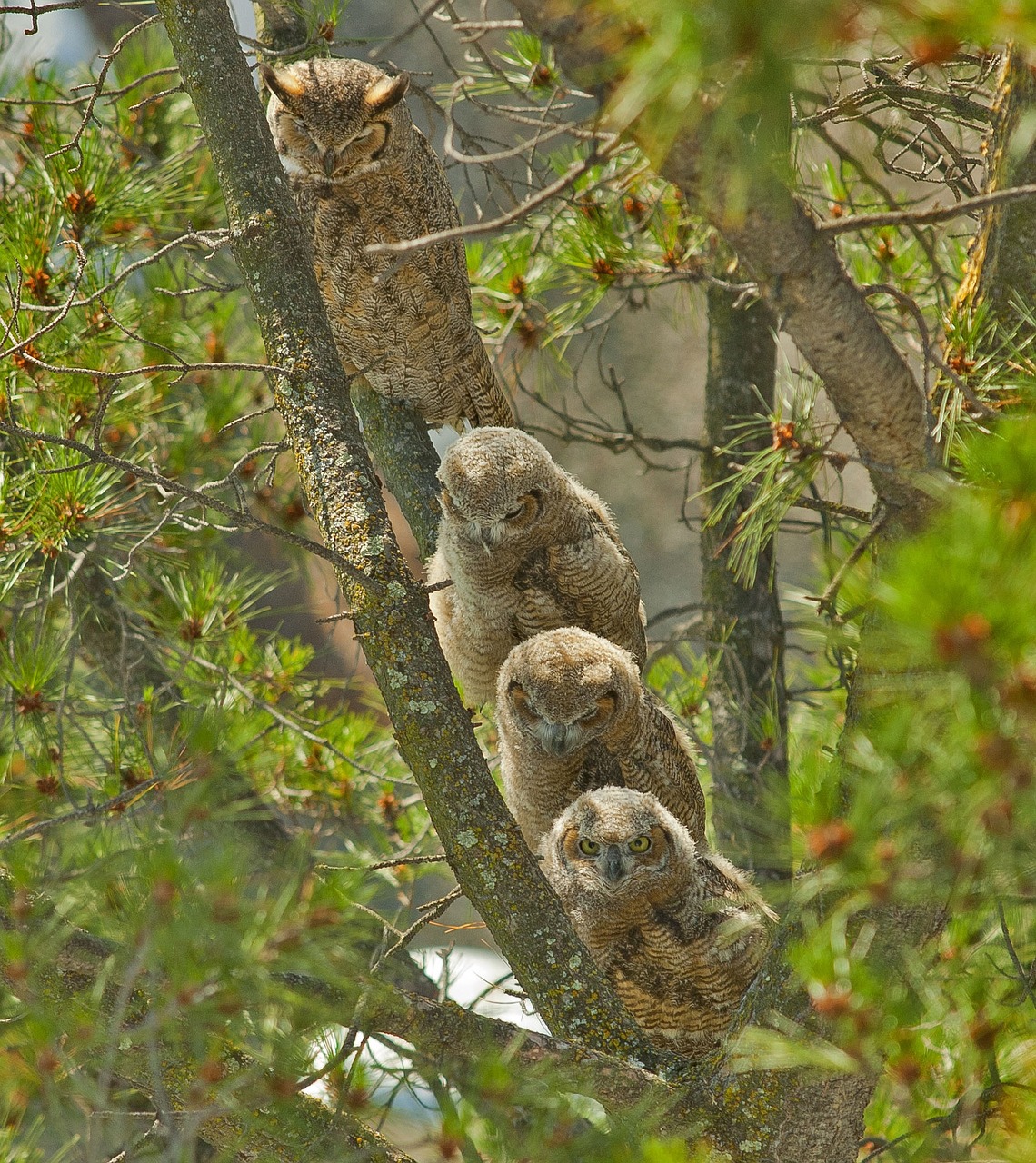 great horned owls mother owlets free photo