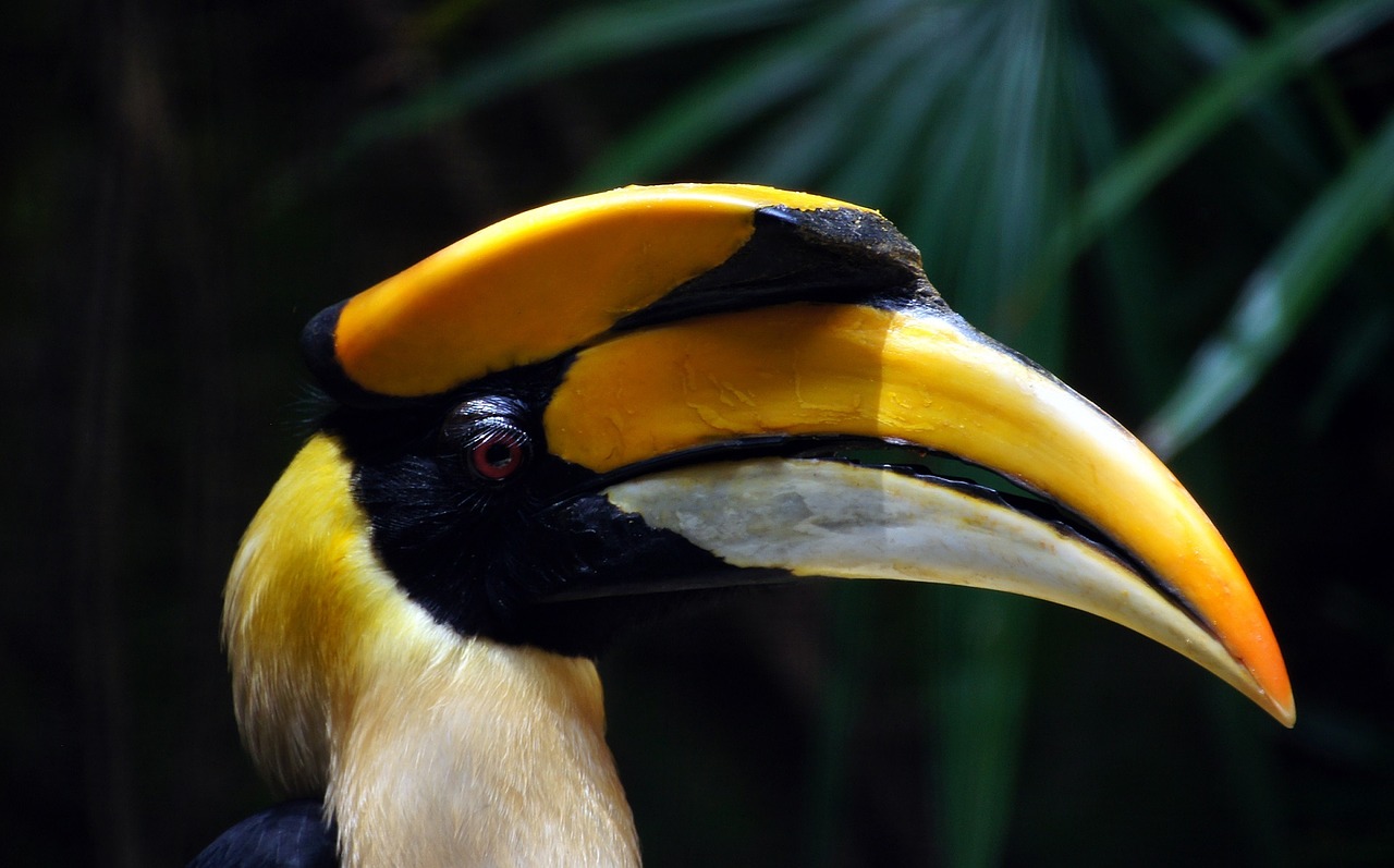 great indian hornbill bird profile free photo