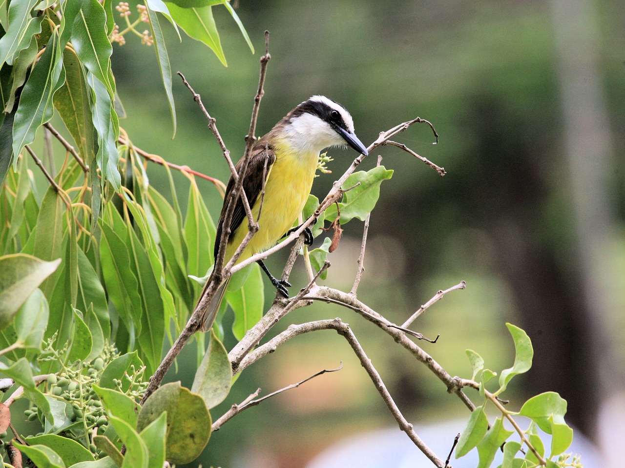 great kiskadee bird animal free photo