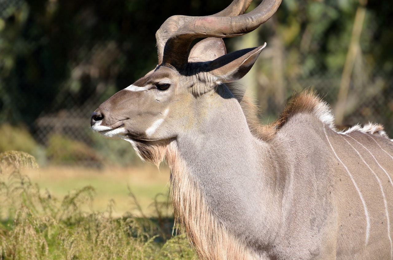 great kudu wildlife africa free photo