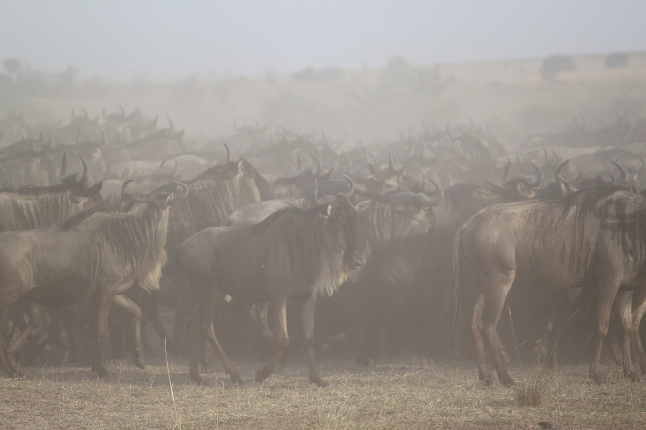 great migration africa safari free photo