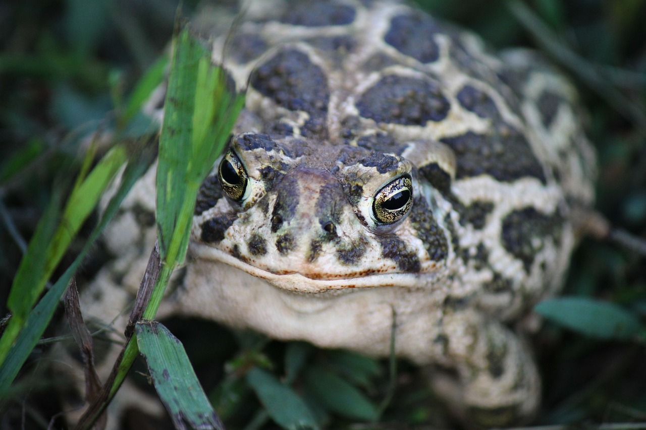 great plains toad kröte toad free photo