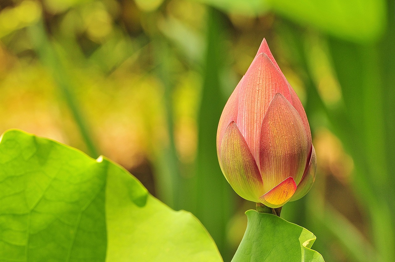 great prints philippines  george paris  lotus flower free photo