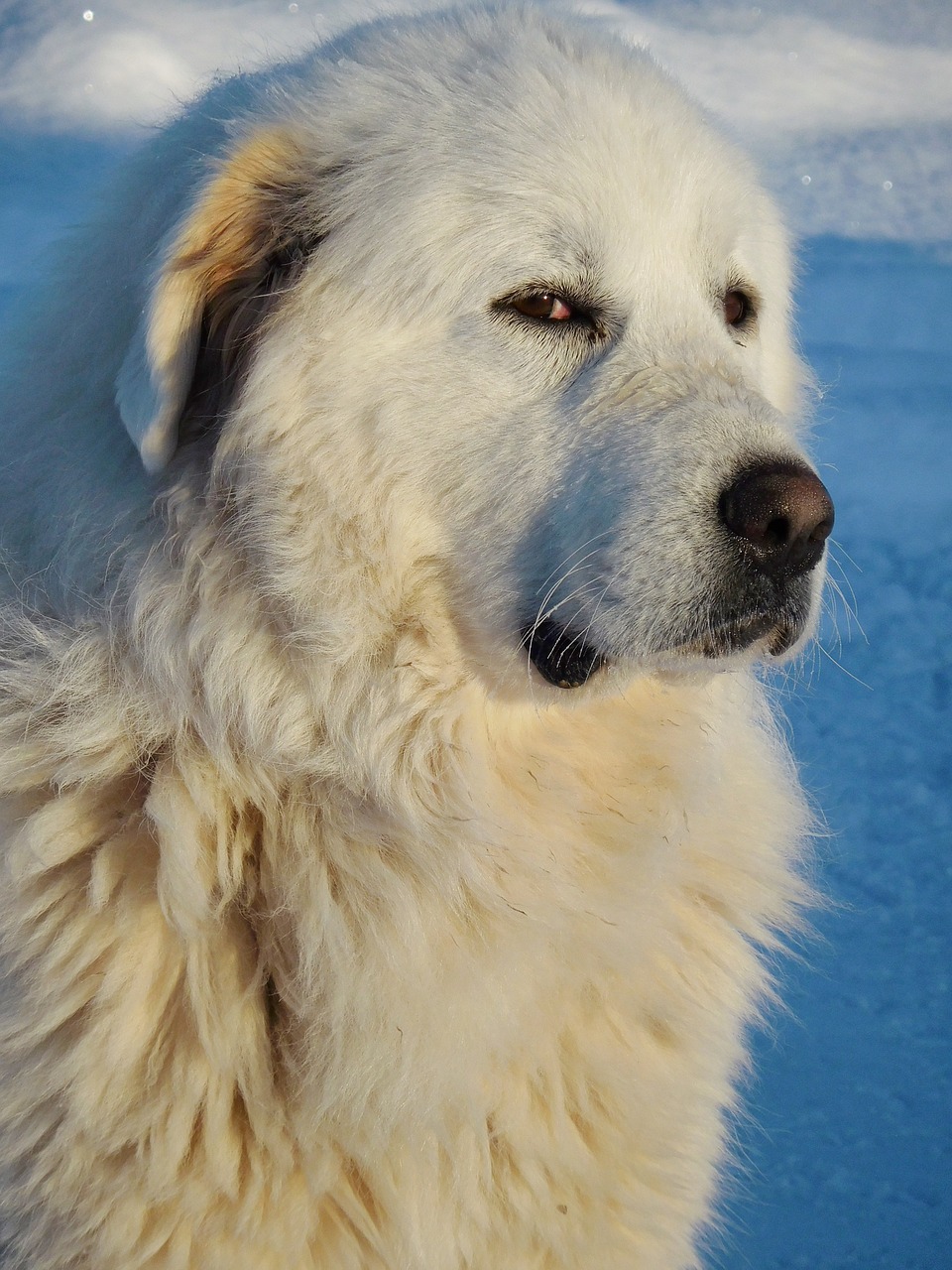 great pyrenees dog white free photo